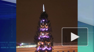 Главную елку Петербурга выберут жители и гости города