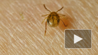 В Роспотребнадзоре предупредили о клещах в зимнее время