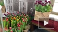 Думскую башню украсили 5 тысяч тюльпанов