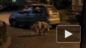 Свинья разгуливала по улице Некрасова в Петербурге