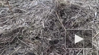 В Муринском парке обнаружили останки человека во время прогулки