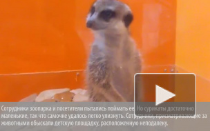 В Петербурге умная самка суриката сбежала из зоопарка в книжный магазин