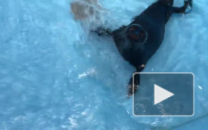 В сети появилось милое видео с крошечным нерпенком Вовчиком