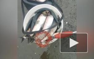 Побережье Сахалина засыпало сельдью