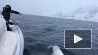 Видео дня: белуха играет с моряками в регби в арктических водах