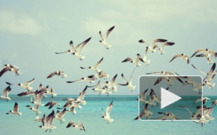 У берегов Южной Кореи затонул паром: двое погибших и около сотни пропавших без вести