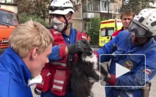 Из-под завалов жилого дома в Нижнем Тагиле спасли кота