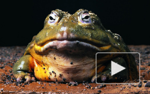 Ученые открыли петербуржцам лягушек-левшей