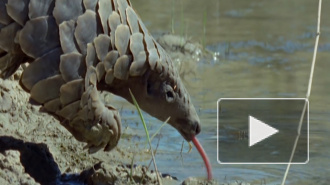 Назван промежуточный хозяин коронавируса