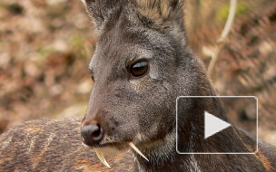 Редкий "олень - вампир" попал на видео в Приморье