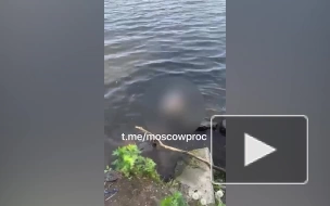 Прокуратура Москвы: в акватории реки в районе Братеево обнаружено тело мужчины