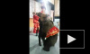 Медведь накинулся на девушку на съёмках передачи "Про любовь" в Москве
