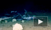 Видео: на глубине 450 метров стая маленьких акул съела рыбу-меч