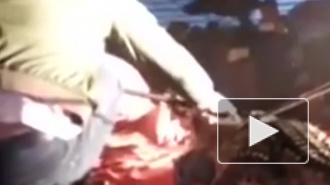 Ужасающее видео: крокодил набросился на вьетнамца 