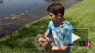 Йоркширский терьер справился с полутораметровым аллигатором