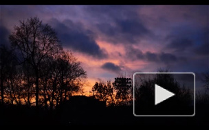 В Петербурге штормовой ветер будет ломать деревья все выходные