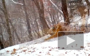 Нацпарк в Приморье показал видео материнского "зова" краснокнижной тигрицы