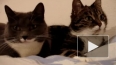 День кошек в России: "котики" и "котэ" – тысячи лайков