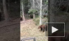Видео из Якутии: Стая голодных медведей окружила машину