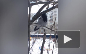 "Тяжелый четверг": петербуржец обнаружил храпящую ворону 