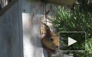 В "Таганае" белки - рейдеры захватили скворечники