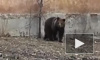Видео из Челябинска: бурого медведя вывели на прогулку в центр города