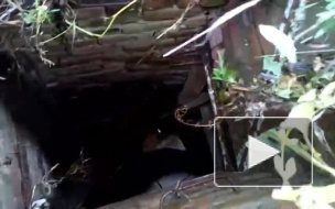 Трогательное видео из Красноярска: Спасение собаки из колодца попало на видео