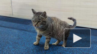 Кот-воришка из Владивостока обрел новый дом и оказался кошкой 