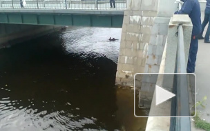 Женщина, которая купалась на Обводном, напугала жителей и попала на видео