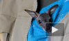 В Ленинградском зоопарке показали спасенного человеческим теплом кенгуренка