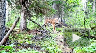 На севере Хабаровского края впервые заметили амурского тигра