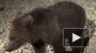 Медвежат, запертых в одном из гаражей в Купчино, спасли