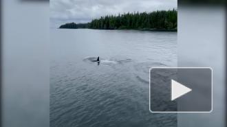 Редчайший кит-убийца белого окраса попал на видео