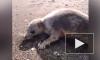 На Сахалине нашли расстрелянного на берегу моря тюленя