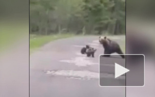 Медведица с тремя медвежатами выбежали из леса на дорогу под Петербургом