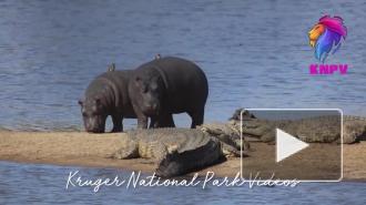 Бегемоты незаметно пронесли птиц мимо крокодилов в парке Крюгера