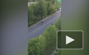 Видео: у петербуржца под балконом гуляют лоси