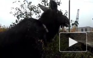 По Костроме спокойно гуляла лосиха в ошейнике