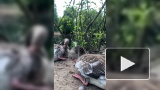 Серые гуси из Ленинградского зоопарка устроили банный день