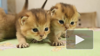 Жители Китая массово вывозят из России собак и кошек