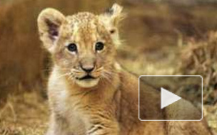 Поселившийся на подмосковной даче лев наводит ужас на соседей