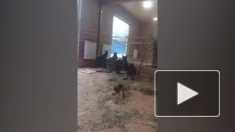 В Ленинградском зоопарке показали новорожденных кенгурят