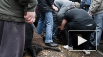 В Петербурге на Курбан-байрам тайно резали баранов