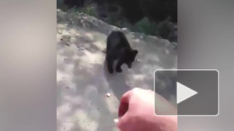 Забавное видео из Красноярска: водитель авто накормил медвежонка печеньем