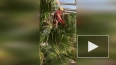 В Ботаническом саду удалили 85-летнюю пальму