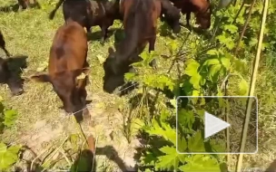 В Ленобласти в борьбе с борщевиком помогли быки