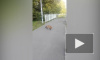 Петербуржцы засняли на видео наглую лису в Лахте