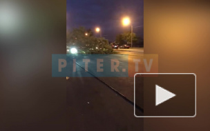 В разных районах Петербурга жители жалуются на "деревопад"