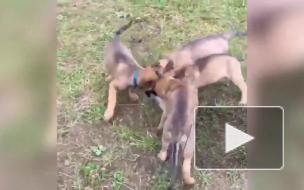 В Петербурге пополнились ряды хвостатых полицейских