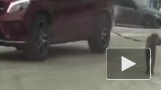 Красноярск: По городу собака "Мерседес" катала